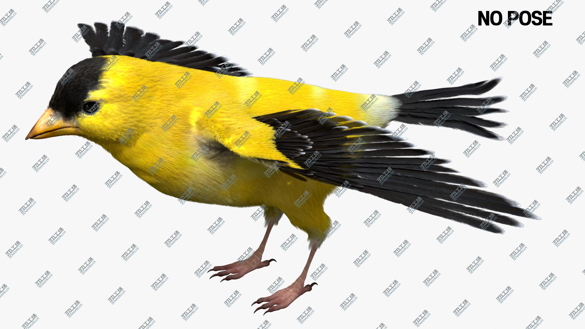 images/goods_img/2021040232/Goldfinch Fur Anatomy 3D/5.jpg